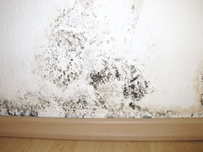 What Is The Average Cost Of Mold Removal In Friendswood