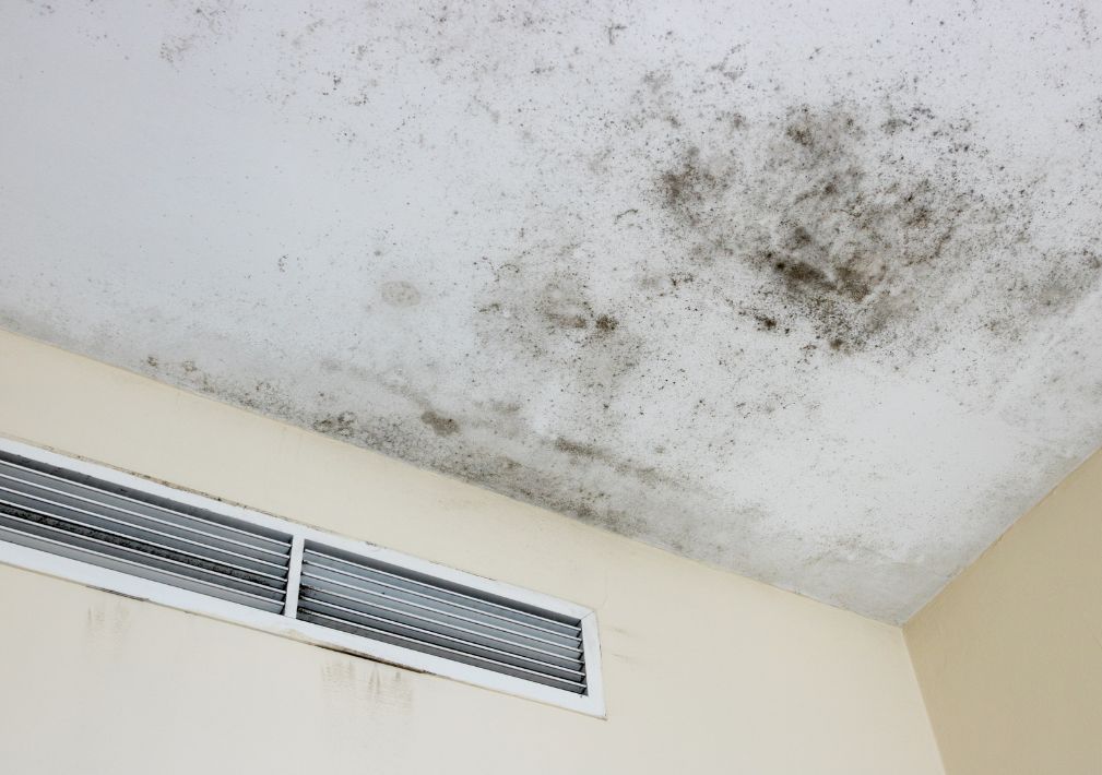 What Is The Average Cost Of Mold Restoration In Trammels Tx