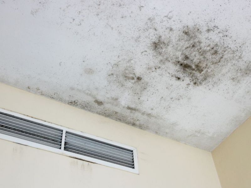 What Is The Average Cost Of Mold Restoration In Trammels Tx