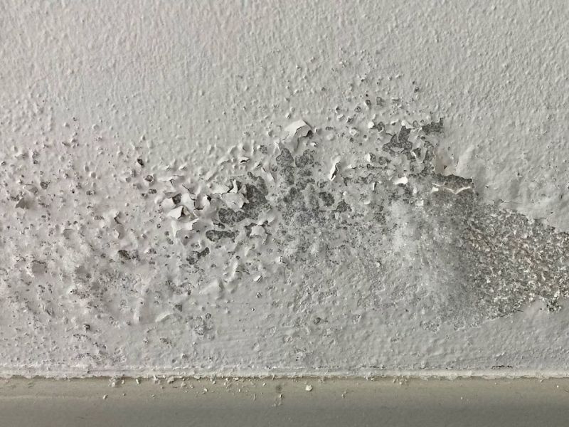 What Is The Average Cost Of Mold Remediation In Stafford Tx