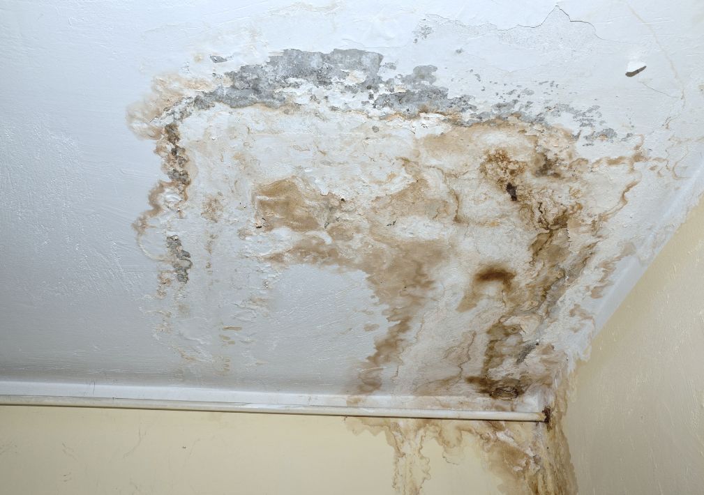 What Is The Average Cost Of Mold Remediation In Jersey Village Tx