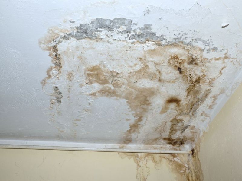 What Is The Average Cost Of Mold Remediation In Jersey Village Tx
