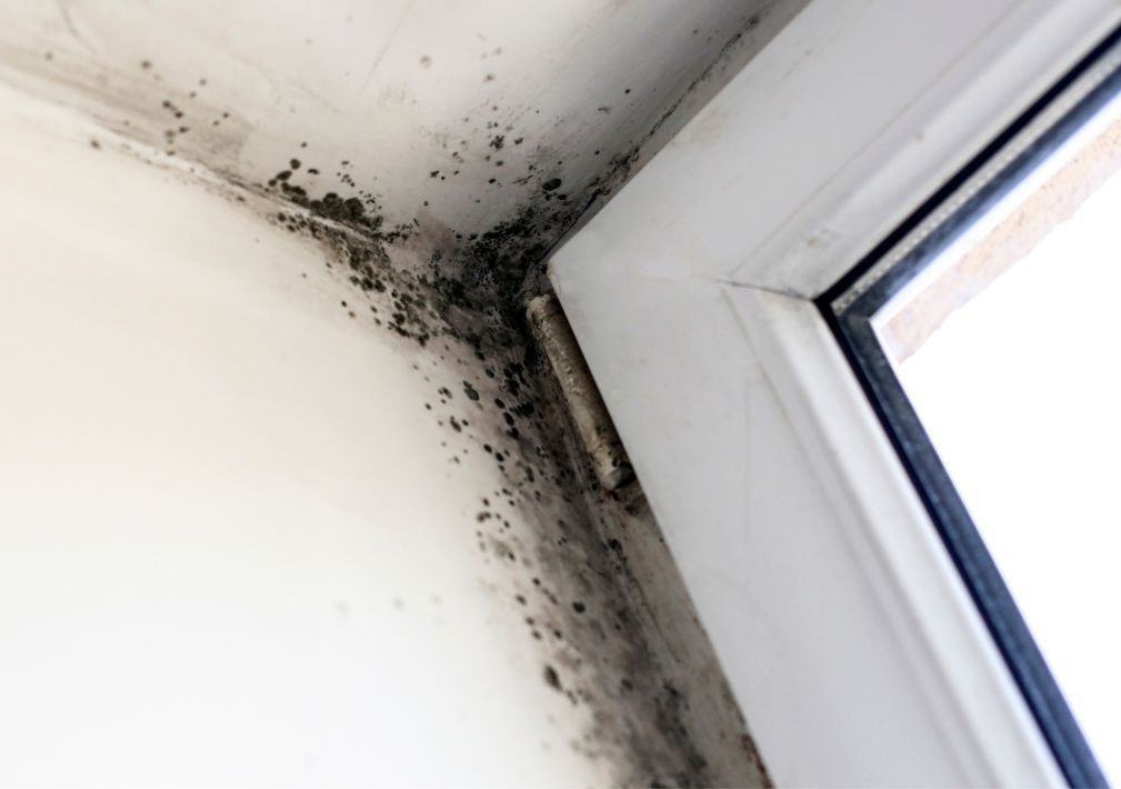 What Is The Average Cost Of Mold Remediation In Hedwig Village Tx
