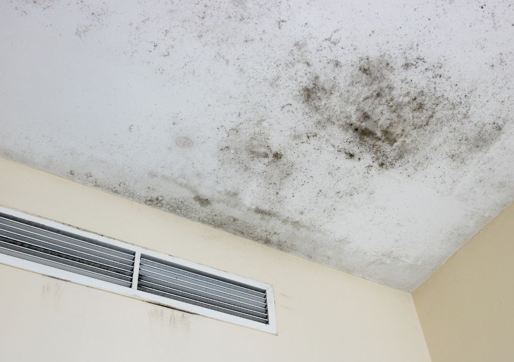 What Is The Average Cost Of Mold Remediation In San Marco