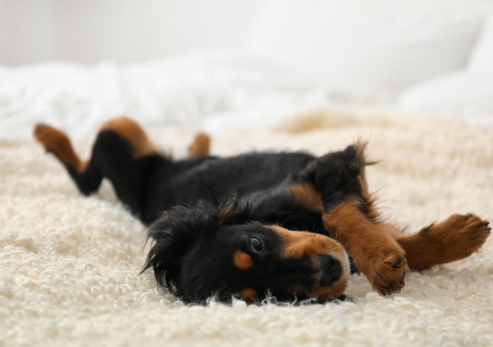 What Is The Average Cost Of Odor Removal In Nocatee Fl