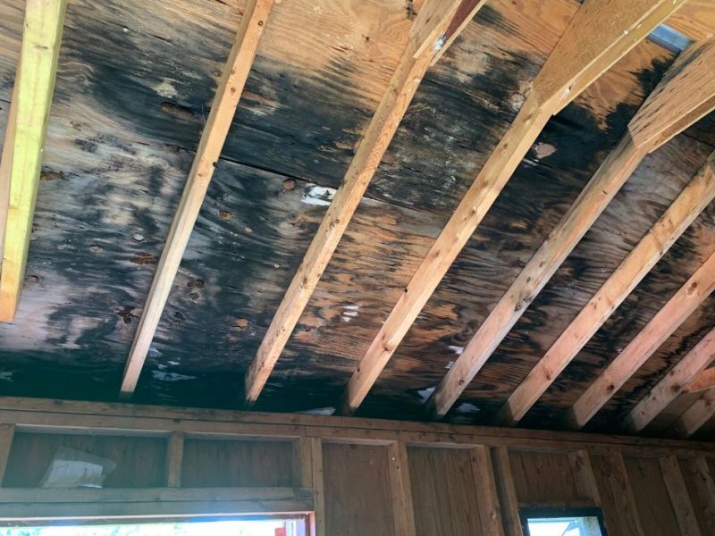 What Is The Average Cost Of Mold Remediation In Royal Lakes Fl