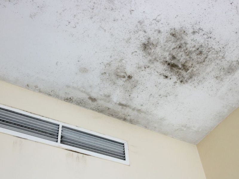 What Is The Average Cost Of Mold Remediation In San Marco