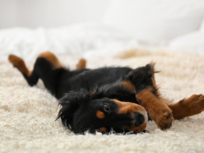 What Is The Average Cost Of Odor Removal In Nocatee Fl