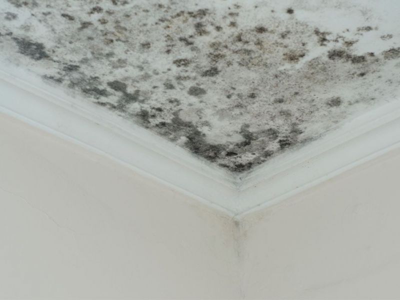 What Is The Average Cost Of Mold Remediation In De Soto Ks