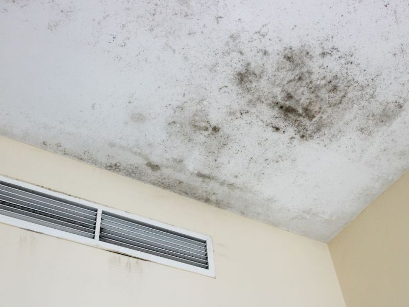 What Is The Average Cost Of Mold Remediation Bonner Springs