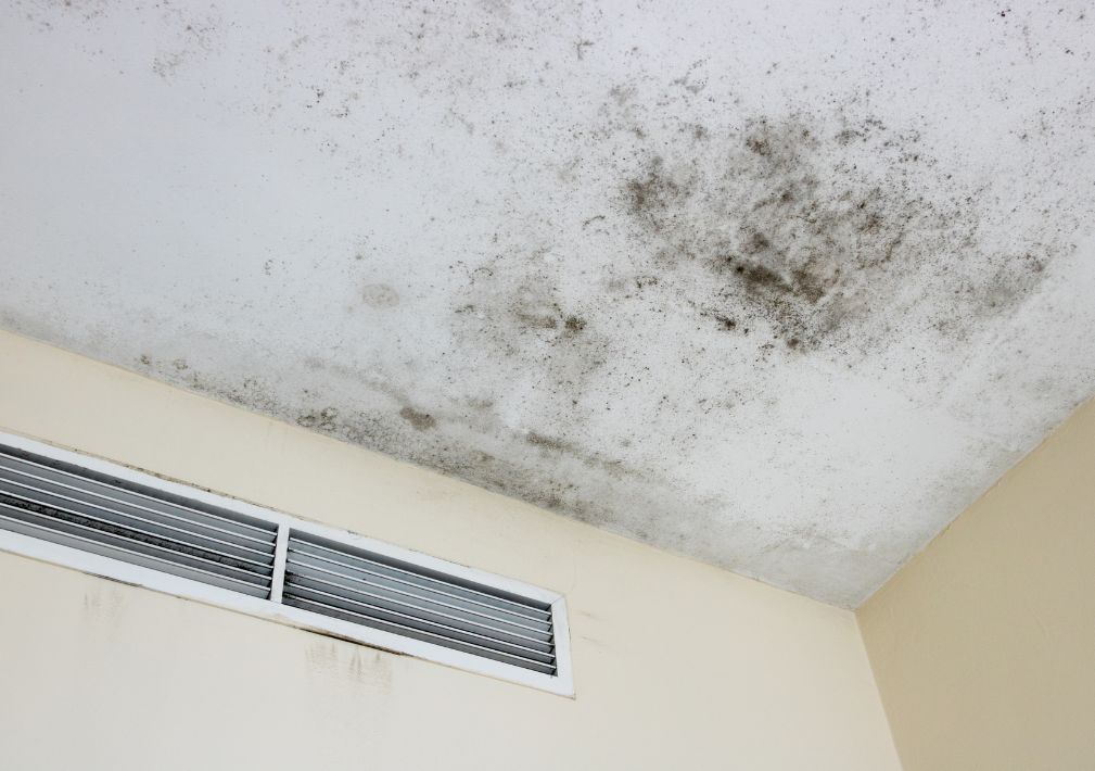 What Is The Average Cost Of Mold Remediation Bonner Springs
