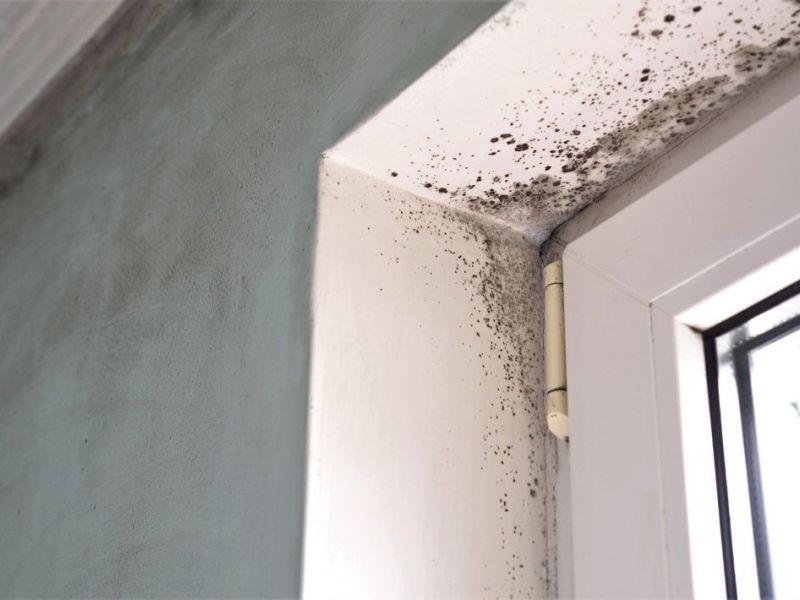 What Is The Average Cost Of Mold Remediation In Mount Joy Pa