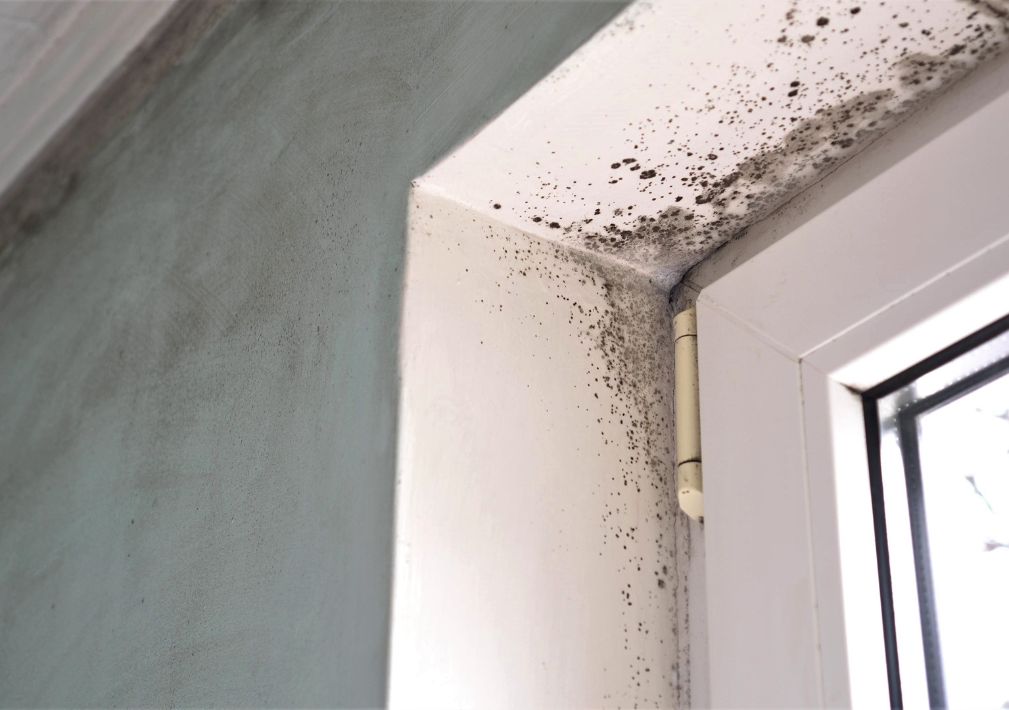 What Is The Average Cost Of Mold Remediation In Mount Joy Pa