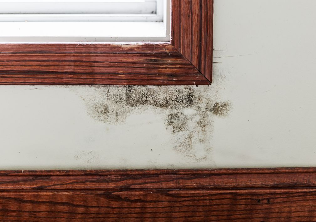 What Is The Average Cost Of Mold Remediation In Quakertown Pa