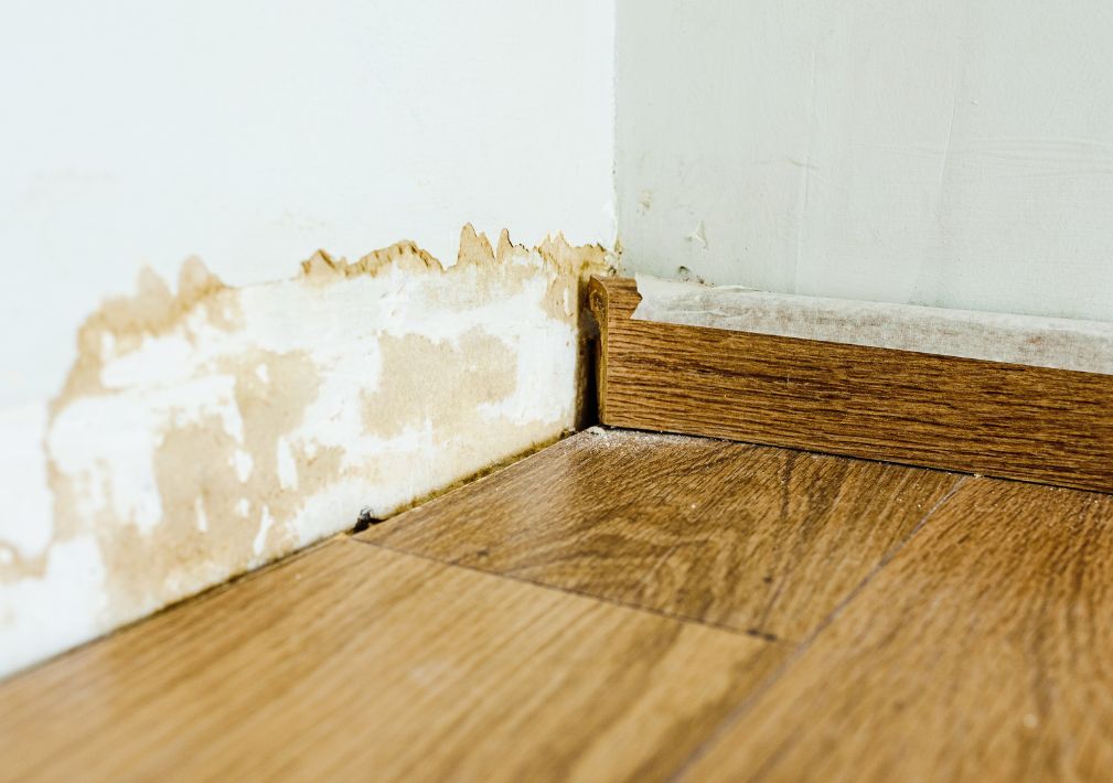 What Is The Average Cost Of Mold Remediation In Phillipsburg Nj