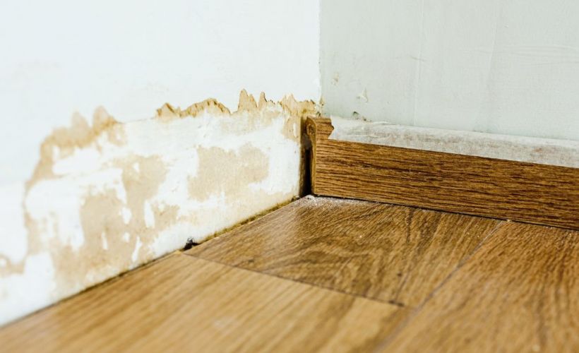 What Is The Average Cost Of Mold Remediation In Phillipsburg Nj