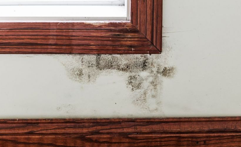 What Is The Average Cost Of Mold Remediation In Quakertown Pa