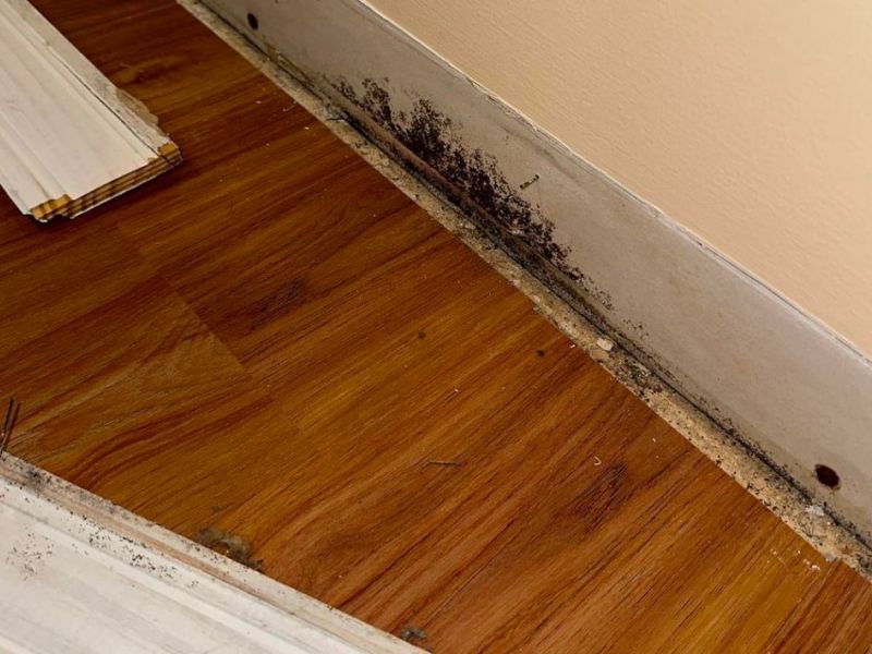 What Is The Average Cost Of Mold Remediation In Greenville In