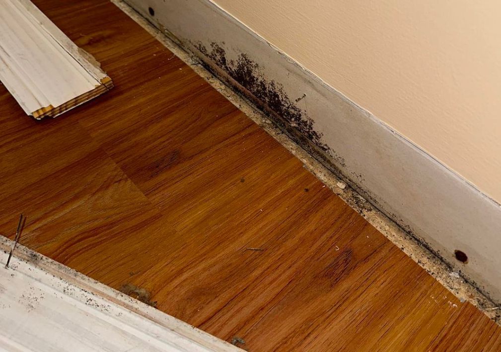 What Is The Average Cost Of Mold Remediation In Greenville In