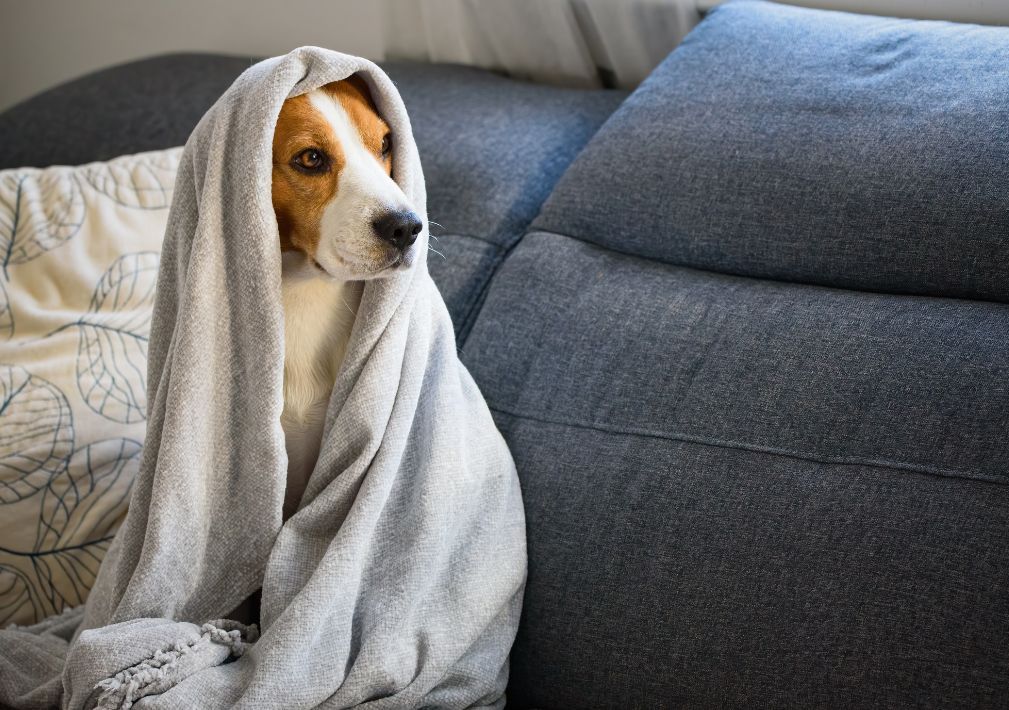 What Is The Average Cost Of Odor Removal In Clarksville In