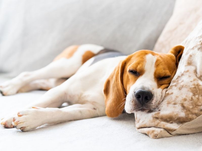 What Is The Average Cost Of Odor Removal In Goshen Ky