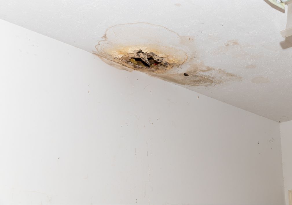 What Is The Average Cost Of Mold Damage Restoration In La Grange Ky