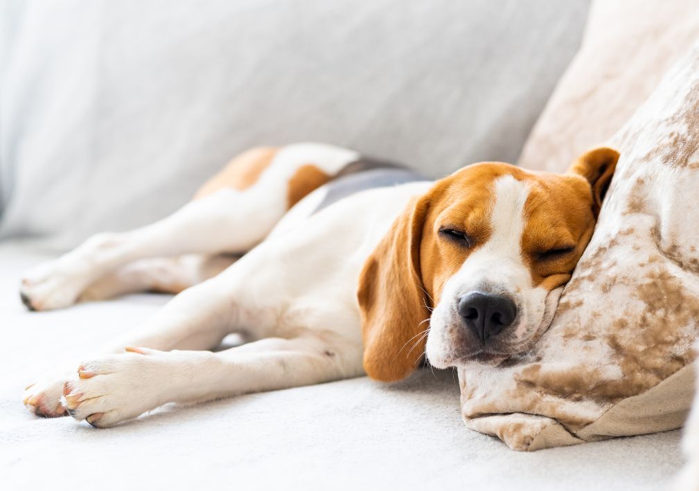 What Is The Average Cost Of Odor Removal In Goshen Ky