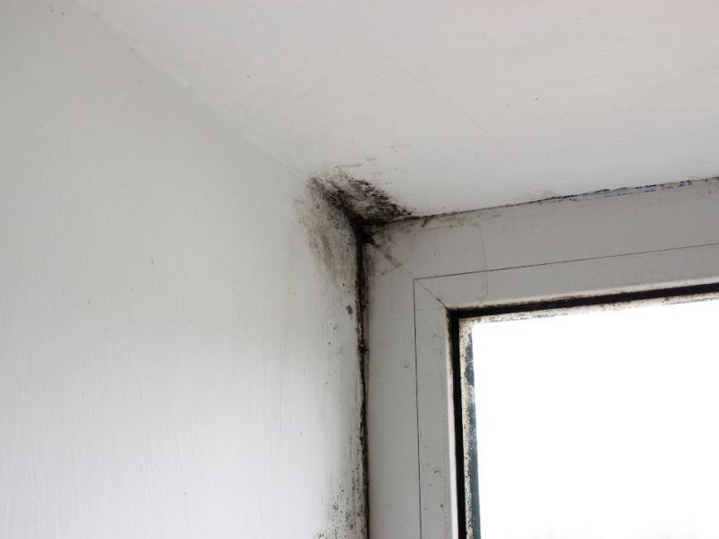 What Is The Average Cost Of Mold Remediation In Waterloo Wi