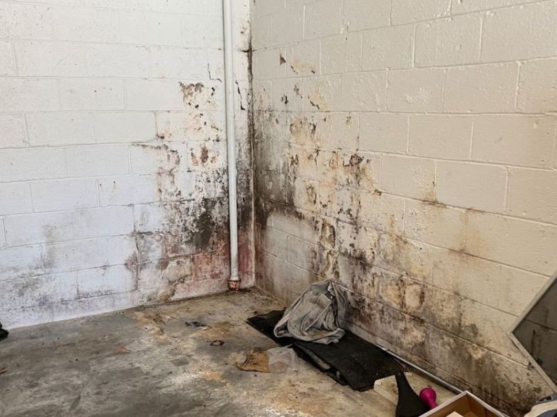 What Is The Average Cost Of Mold Removal In Milton