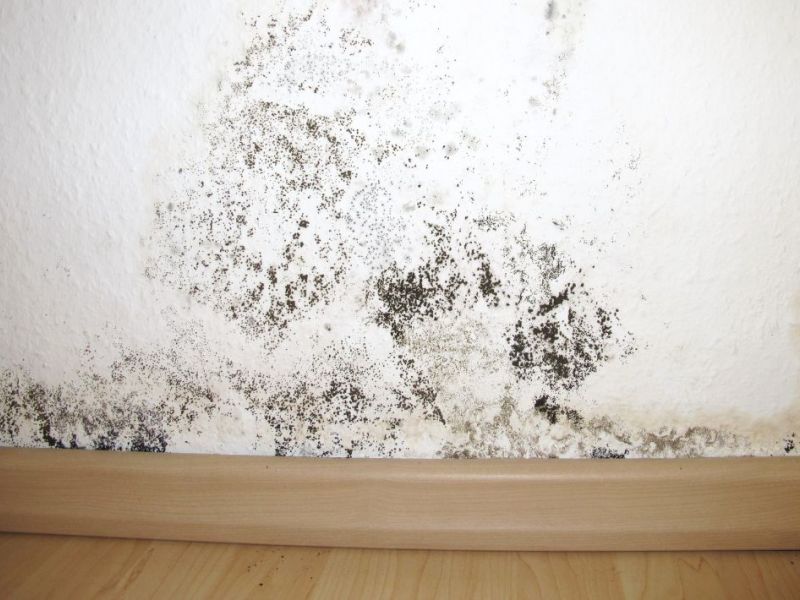 What Is The Average Cost Of Mold Restoration In Waunakee