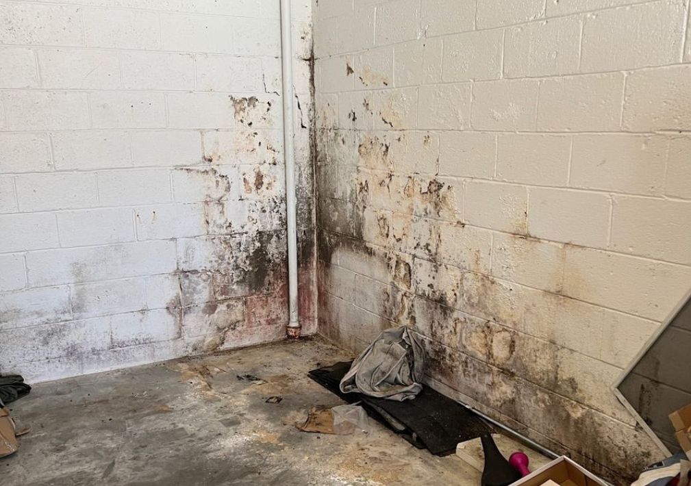 What Is The Average Cost Of Mold Removal In Milton