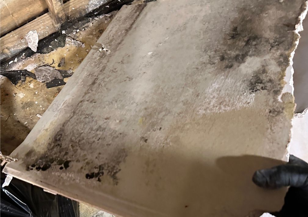 What Is The Average Cost Of Mold Remediation In Boyce Va