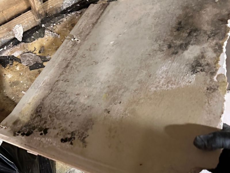 What Is The Average Cost Of Mold Remediation In Boyce Va