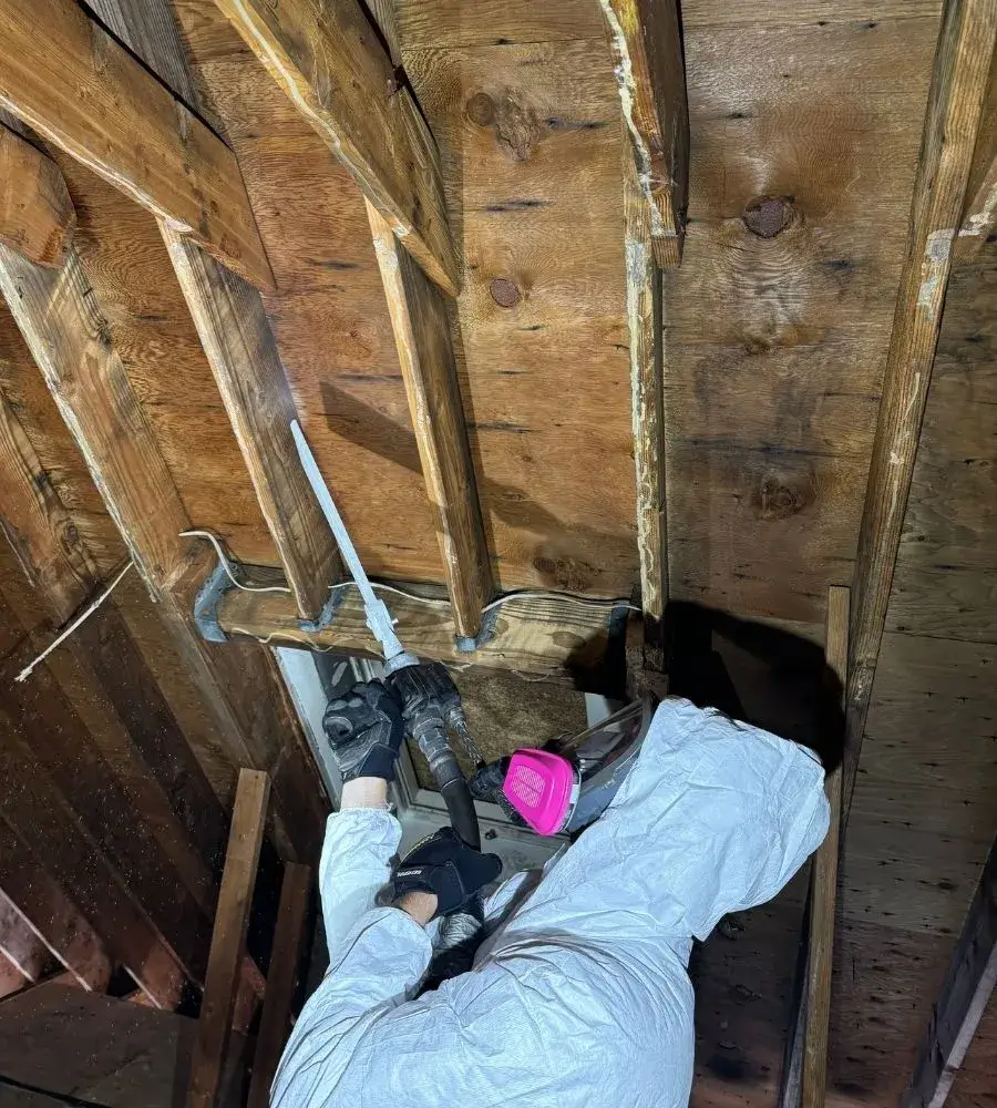 Commercial Attic Mold Removal and Remediation Specialists