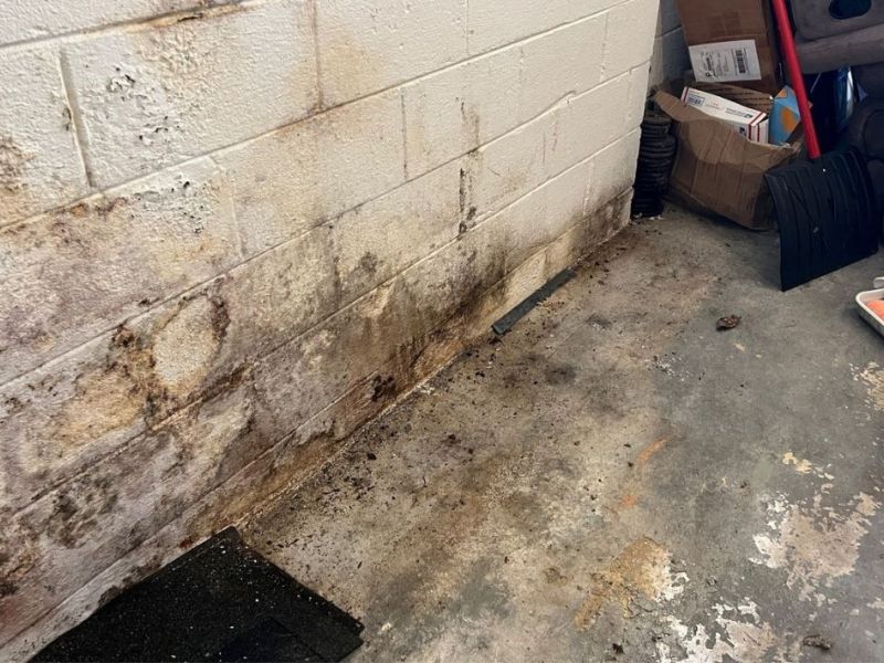 What Is The Average Cost Of Mold Remediation In Brookhaven Ga