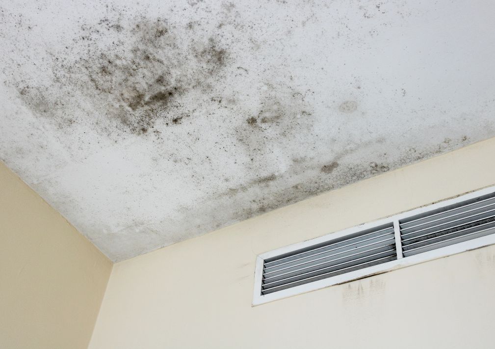What Is The Average Cost Of Mold Restoration In Deltona