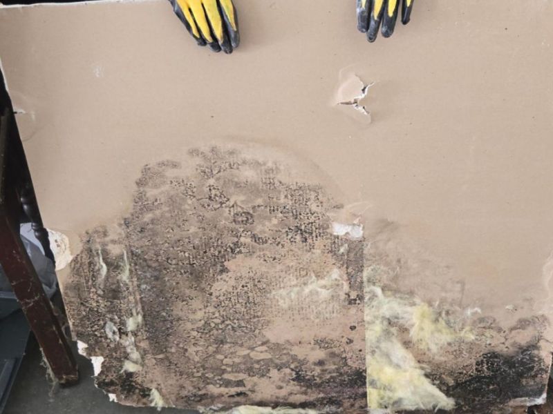 What Is The Average Cost Of Mold Removal In Altamonte Springs