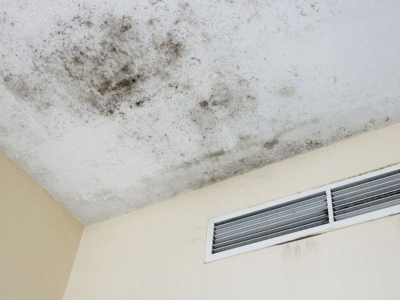 What Is The Average Cost Of Mold Restoration In Deltona