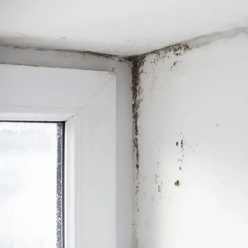 Commercial Mold Remediation Services Gallery 1