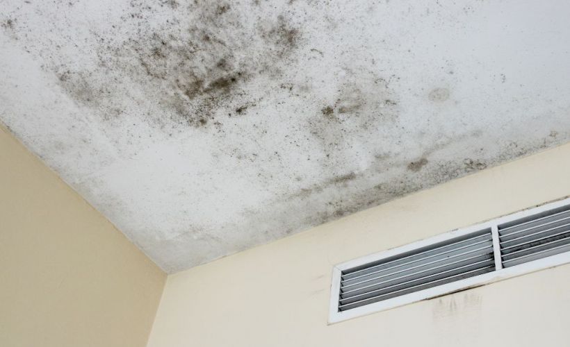 What Are The Health Risks Of Mold Exposure In North Salt Lake City