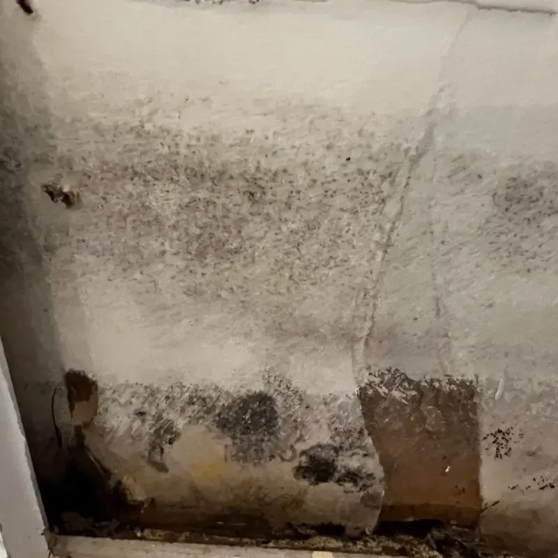 Mold Remediation Services Gallery 1