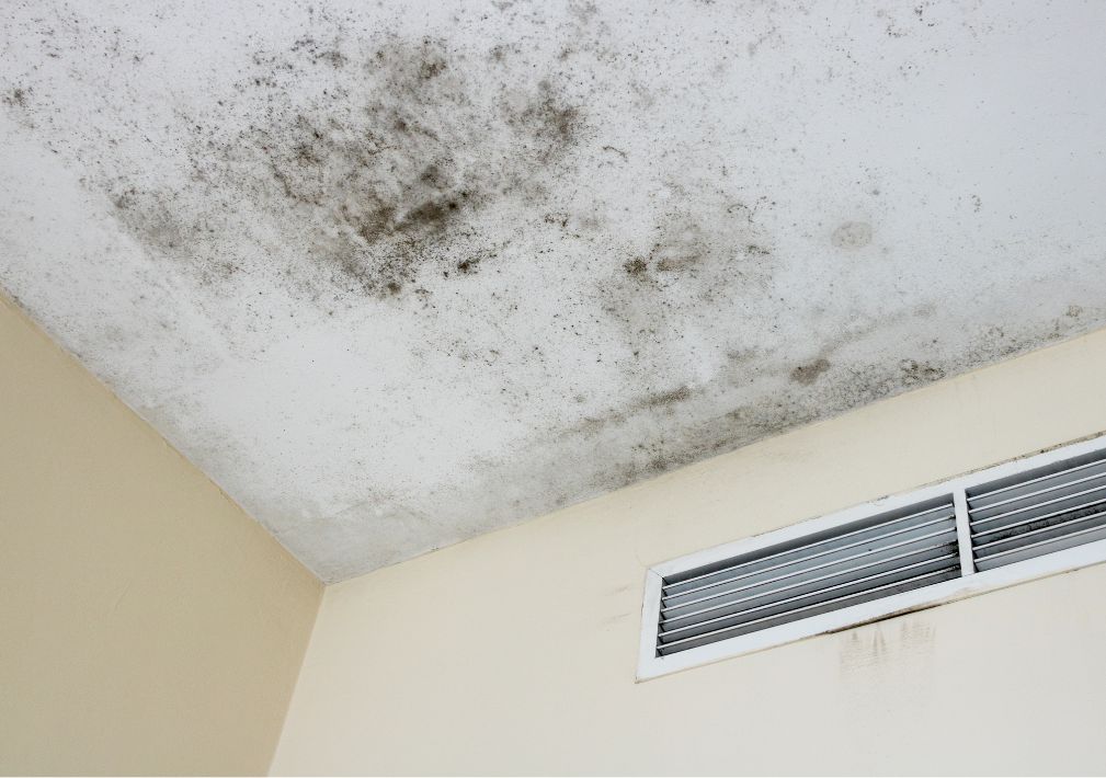 What Are The Health Risks Of Mold Exposure In North Salt Lake City