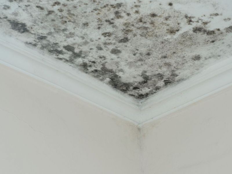 What Is The Average Cost Of Mold Damage Restoration In Cibolo