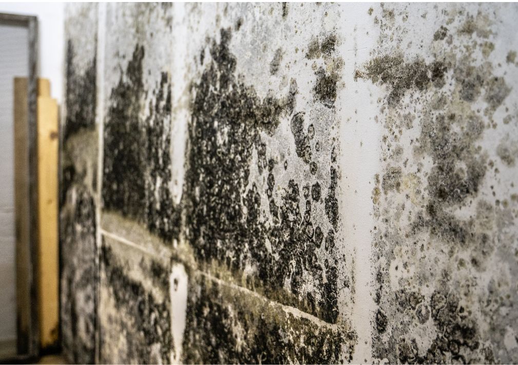 What Is The Average Cost Of Mold Remediation In Odessa