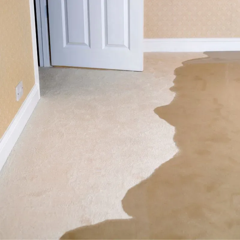 Professional Sewage Damage Cleaning Service In Tarpon Springs, FL