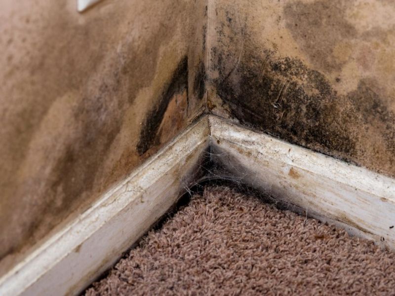 What Is The Average Cost Of Mold Remediation In Addison Tx