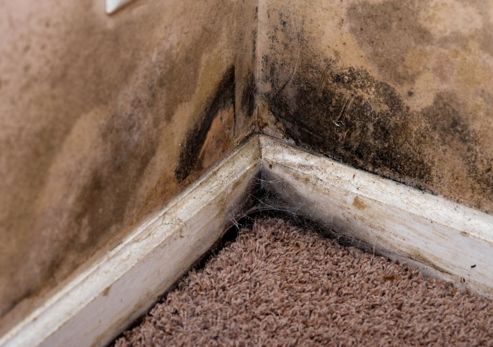 What Is The Average Cost Of Mold Remediation In Addison Tx