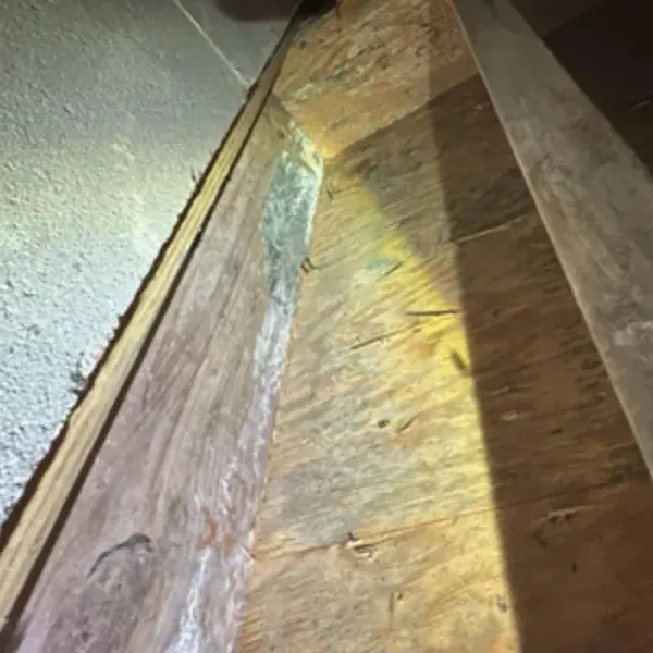 Crawl Space Mold Growth On Wood Framing