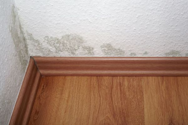 What Is The Average Cost Of Mold Remediation In Kingston Ga