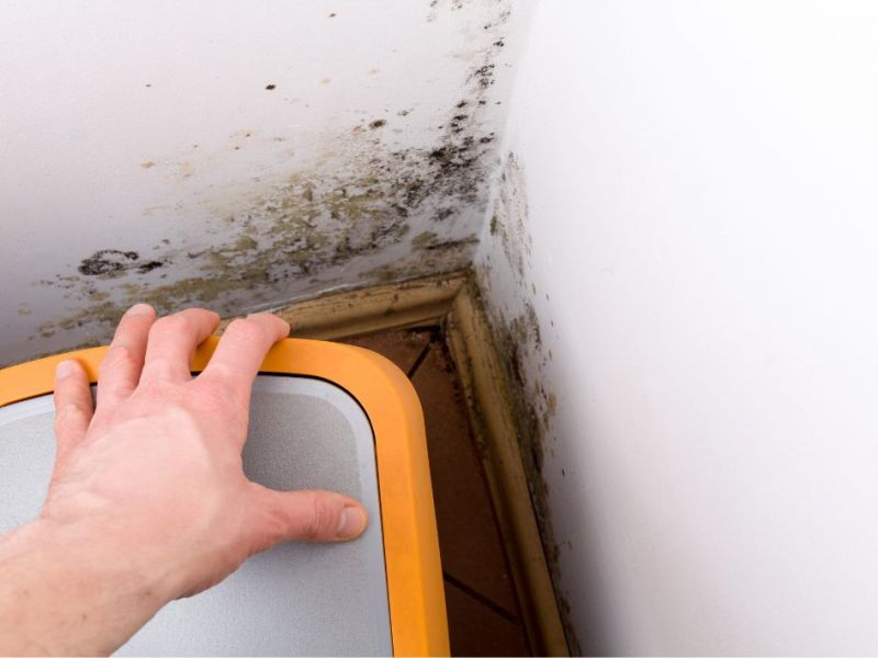 What Are The Health Risks Of Mold Exposure In Adairsville
